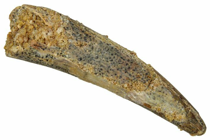 Fossil Pterosaur (Siroccopteryx) Tooth - Morocco #354858
